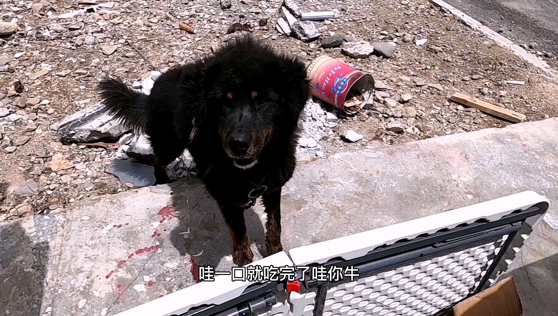 遇到一条流浪的藏獒,喂了16根香肠4个饼,这也太能吃了